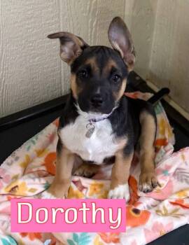 Shepherd Dogs Available for Adoption - Dorothy | PetCurious