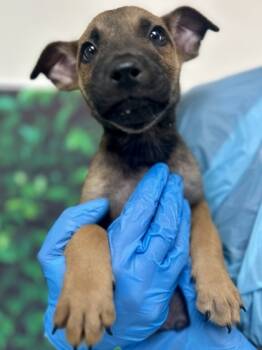 Rescue Shepherd and Mixed Breed Dogs for Adoption in San Antonio, Texas - Melvin | PetCurious