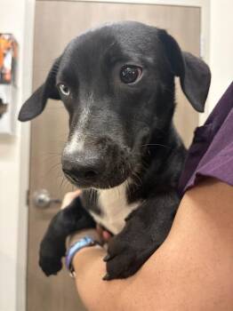 Rescue Labrador Retriever and Catahoula Leopard Dog Dogs for Adoption in Baytown, Texas - KNOX | PetCurious