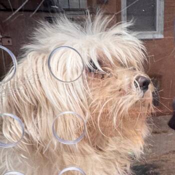 Isaiah -  Mixed Breed Dog for Adoption in Philadelphia, Pennsylvania - Isaiah | PetCurious