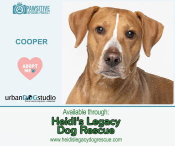Rescue Vizsla and Labrador Retriever Dogs for Adoption in Tampa, Florida - Cooper - M | PetCurious