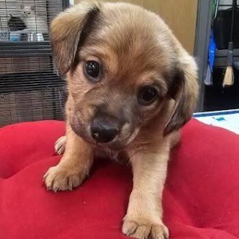 Terrier Dogs Available for Adoption - Deedee | PetCurious