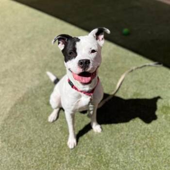 Pit Bull Terrier Dogs Available for Adoption in Las Vegas, Nevada - BAGEL | PetCurious