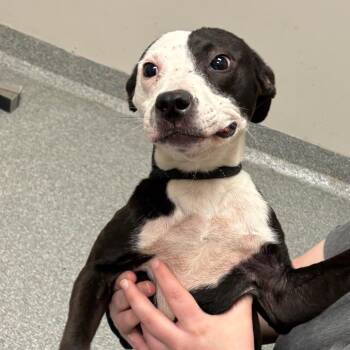 Lillian -  Mixed Breed Dog for Adoption in Batavia, Ohio - Lillian | PetCurious