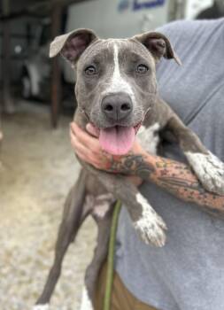 Mixed Breed Dogs Available for Adoption in Manchester, Tennessee - Avery | PetCurious