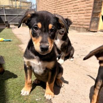Australian Cattle Dog Blue Heeler and Mixed Breed Dogs Available for Adoption in Grand Junction, Colorado - Jayco | PetCurious