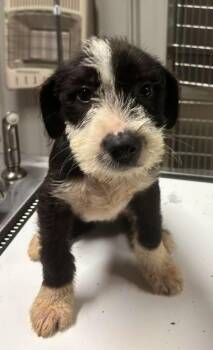 Flint -  Mixed Breed Dog for Adoption in Dorr, Michigan - Flint | PetCurious