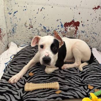 Rescue English Bulldog Dogs for Adoption in Enterprise, Alabama - Henrietta | PetCurious