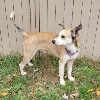 Shepherd Dogs Available for Adoption in Greensburg, Pennsylvania - Tipper | PetCurious