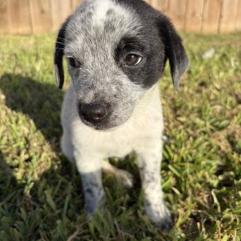 Blair -  Shepherd Dog for Adoption in Harlingen, Texas - Blair | PetCurious