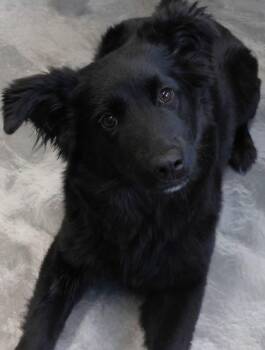 Black Labrador Retriever Dogs Available for Adoption in Buffalo, Minnesota - Mini | PetCurious