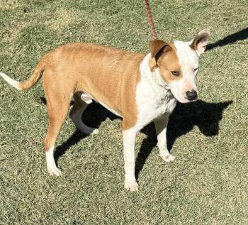 Rescue Labrador Retriever Dogs for Adoption in Woodstock, Ontario - Albert | PetCurious
