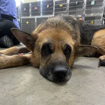 Rescue German Shepherd Dog Dogs for Adoption in Spokane, Washington - Uni | PetCurious