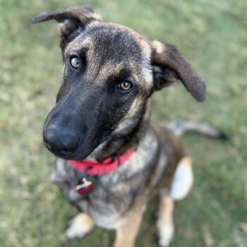 Rescue Belgian Shepherd Malinois Dogs for Adoption in Krum, Texas - Koa | PetCurious