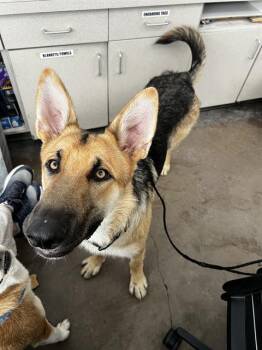 IRWIN -  Mixed Breed Dog for Adoption in Dallas, Texas - IRWIN | PetCurious