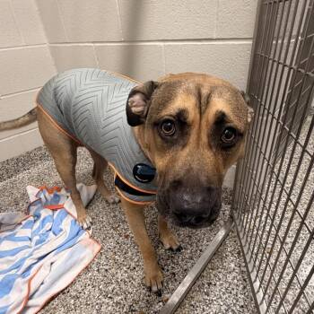 Arty -  Labrador Retriever and Mixed Breed Dog for Adoption in Morganton, North Carolina - Arty | PetCurious