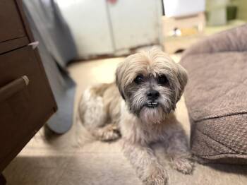 Taquito -  Shih Tzu Dog for Adoption in Port Washington, New York - Taquito | PetCurious