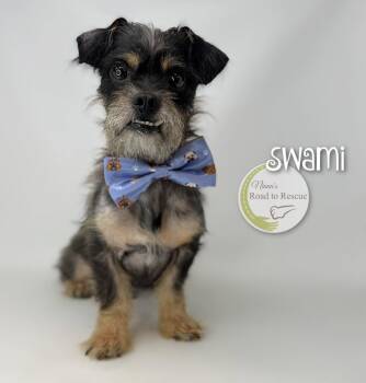 Swami -  Schnauzer and Pug Dog for Adoption in Benton, Louisiana - Swami | PetCurious