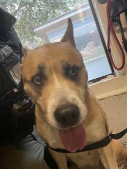 Shelly -  Siberian Husky and Pit Bull Terrier Dog for Adoption in Mobile, Alabama - Shelly | PetCurious
