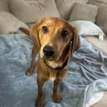 Redbone Coonhound Dogs Available for Adoption in Avon, Ohio - Darla | PetCurious