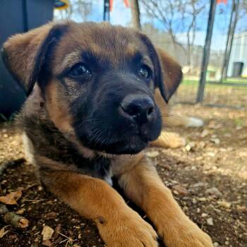 Shepherd Dogs Available for Adoption - SANDSTORM | PetCurious