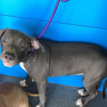 Khloe -  Pit Bull Terrier Dog for Adoption in Montgomery, Alabama - Khloe | PetCurious