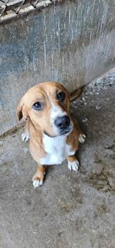 Rescue Beagle and Hound Dogs for Adoption in Fort Madison, Iowa - Copper | PetCurious