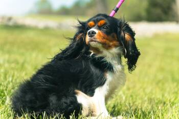 Rescue Cavalier King Charles Spaniel Dogs for Adoption in Gradyville, Kentucky - Melody | PetCurious