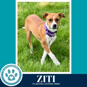 Boxer and Hound Dogs Available for Adoption in Kimberton, Pennsylvania - Ziti (Pasta Pups) 042526 | PetCurious