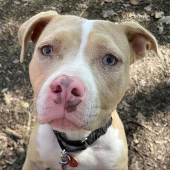 Pit Bull Terrier Dogs Available for Adoption in Riverwoods, Illinois - Ellie | PetCurious