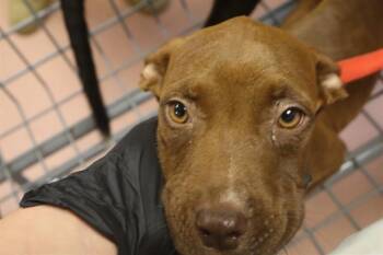 ELISE -  Mixed Breed Dog for Adoption in Columbia, South Carolina - ELISE | PetCurious