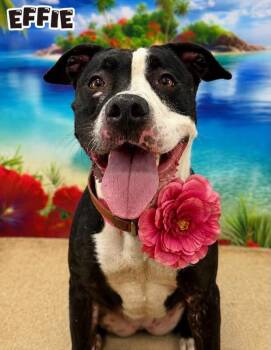 Effie -  Mixed Breed Dog for Adoption in Flint, Michigan - Effie | PetCurious