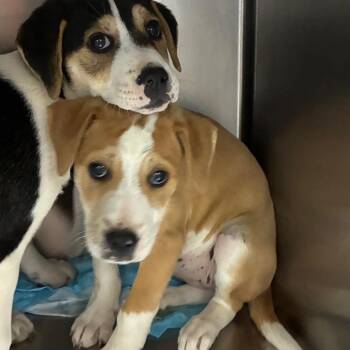 Mixed Breed Dogs Available for Adoption in Corbin, Kentucky - Nelle | PetCurious