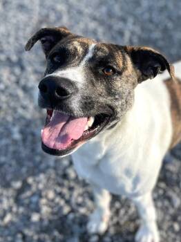 Snoop (AT RISK-WAIVED ADOPTION FEE) -  Pit Bull Terrier Dog for Adoption in Calhoun, Kentucky - Snoop (AT RISK-WAIVED ADOPTION FEE) | PetCurious