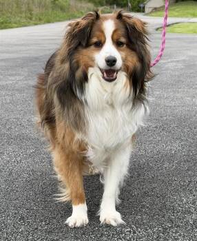 Shetland Sheepdog Sheltie and Australian Shepherd Dogs Available for Adoption in Canfield, Ohio - VINNY | PetCurious
