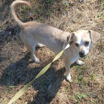 Rescue Chihuahua and Dachshund Dogs for Adoption in Normal, Illinois - Missy | PetCurious