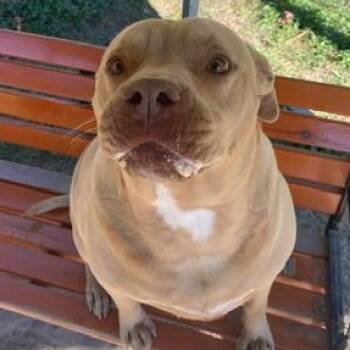 Rescue American Staffordshire Terrier Dogs for Adoption in Carmel Hamlet, New York - Piglet | PetCurious