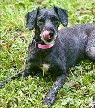 Scotlyn -  Sheep Dog and Poodle Dog for Adoption in Berwick, Pennsylvania - Scotlyn | PetCurious