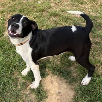 Mastiff Dogs Available for Adoption in Mckenzie, Tennessee - Bernie | PetCurious