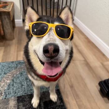 Baylor the handsome lover boy -  Husky and Siberian Husky Dog for Adoption in Friendswood, Texas - Baylor The Handsome Lover Boy | PetCurious