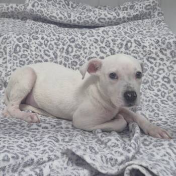 Mixed Breed Dogs Available for Adoption in Lake Panasoffkee, Florida - Petunia | PetCurious