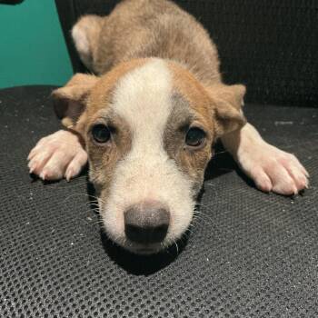 Winthrop -  Mixed Breed Dog for Adoption in Durant, Oklahoma - Winthrop | PetCurious