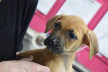 Labrador Retriever and Mixed Breed Dogs Available for Adoption in Pahrump, Nevada - Skip (L576 P8) | PetCurious