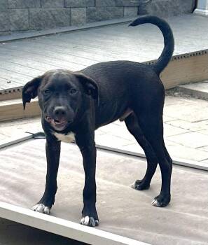 Albert -  Black Labrador Retriever Dog for Adoption in Tonawanda, New York - Albert | PetCurious