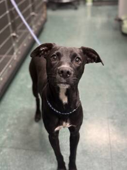 Rescue Mixed Breed Dogs for Adoption in Lake City, Arkansas - Ozzy | PetCurious