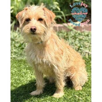 Banjo COH -  Terrier Dog for Adoption in Inglewood, California - Banjo COH | PetCurious