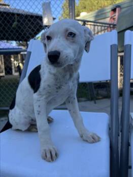 Rescue Pit Bull Terrier Dogs for Adoption in Woodland, California - *STUFFING | PetCurious