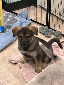 German Shepherd Dog and Husky Dogs Available for Adoption in Salisbury, Maryland - Venetian  | PetCurious