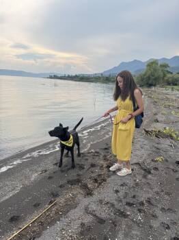 Rescue Labrador Retriever Dogs for Adoption in Gig Harbor, Washington - Eugenio | PetCurious