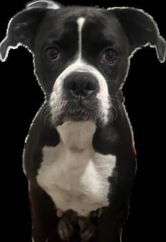 Lyric -  Boxer Dog for Adoption in Salem, Oregon - Lyric | PetCurious